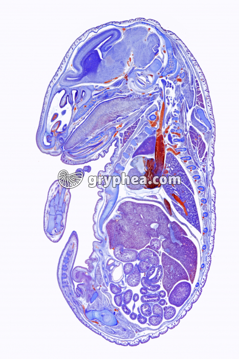 Embryon de Souris coupe totale CL x2 - gryphea.com